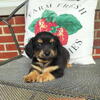 Mini Chiweenies