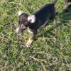 Purebred Louisiana Catahoula Leopard Puppies