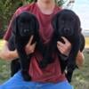 Beautiful English Lab puppies