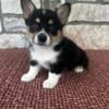 AKC Pembroke Welsh Corgi Puppies