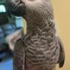 Congo African Grey baby