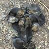 Upper mid Wolfdog Pups