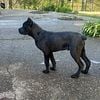 Cane Corso for sale