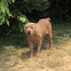 12 Month old cane corso female /heat soon