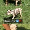 Bully puppies for sale