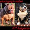 American Bully