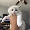Beautiful Fluffy Bicolor Ragdoll Male
