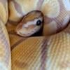 Juvenile Ball Python for sale