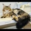 polydactly maine coon kittens ready before Christmas