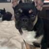 3 Year Old Female French Bulldog