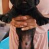 Cane Corso puppies for sale 