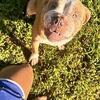 Male Olde English Bulldogge 2 years