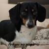 Male mini dachshund