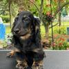 DACHSHUND PUPPIES
