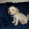 Harry - MaltiPoo male, non-shedding, smart