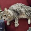 Maine Coon female 3 years old