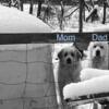 Great Pyrenees farm hand pups