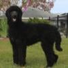 AKC Genuine Standard Poodle Stella Blue Female & Luna Black Female Dozen Champion Lines Family Raised