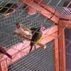 Finches