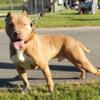 ABKC American Bully puppies