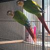 Parrots Available