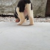 Akita puppies