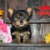 Ollie Male Yorkshire Terrier