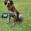 Male German shorthair pointer looking for home