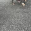 4 month old Pups looking furever homes males n females