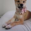 Female Shiba Inu Puppies