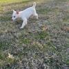 4 Swiss White German Shepard Puppies 5M Old aka Berger Blanc Suisse