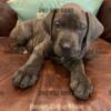 ICCF Cane Corso Puppies  in Southern Maryland