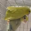 2024 Parrotlets