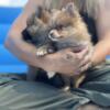 Akc Pomeranian puppies Merle black sables