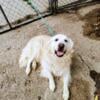 Golden retriever Female dog white cream