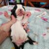 Boston Terrier puppies for rehoming.