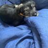 Akc Standard Schnauzer puppies