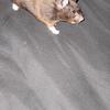 Black hamster 