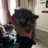 Sweet female full blooded Persian kitten