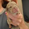 1/2 french bulldog 1/2 dachshund blue merle possibly bi eyed