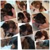 Doberman puppies for sale