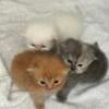 Persian Kittens CFA Registered