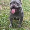 French Bulldog female