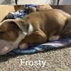 olde english bulldogge