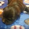 ABKC Am Bully Puppies, 2 male and 2 female available