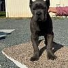 cane corso  puppies in California