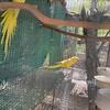Lutino ringnecks available