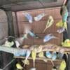 Budgies /parakeets 