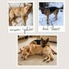 6 Stunning German Shepherd Puppies ready to adopt! - 8 Weeks, Vaccinated