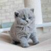 Joe chunky British Shorthair boy blue solid color